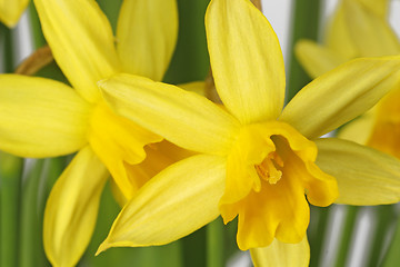 Image showing Daffodils