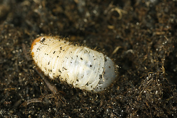 Image showing Cockchafer