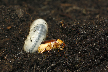 Image showing Cockchafer