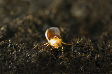 Image showing Cockchafer