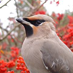 Image showing Waxwing