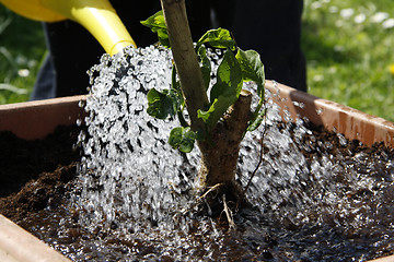 Image showing Watering