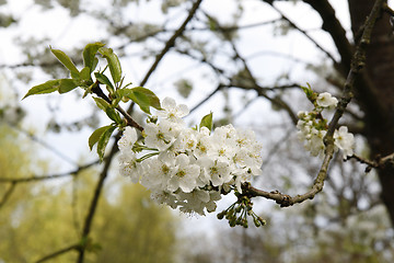 Image showing Cherry Blossoms