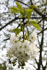 Image showing Cherry Blossoms