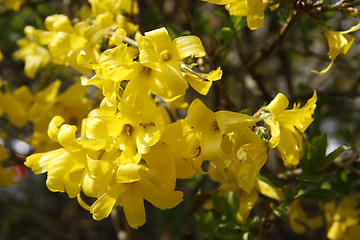 Image showing Forsythia