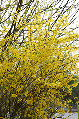 Image showing Forsythia