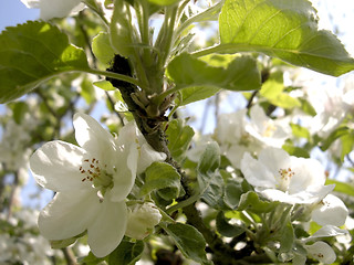 Image showing Apple Blossom