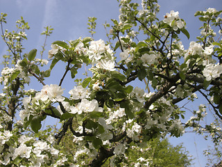Image showing Apple Blossom