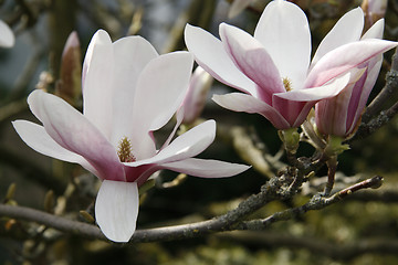 Image showing Magnolia