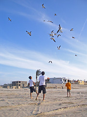 Image showing Playing with birds