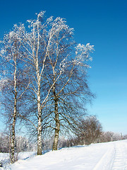 Image showing Birches in winter