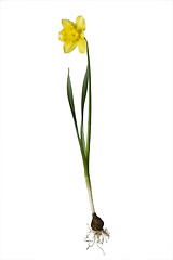 Image showing Daffodil