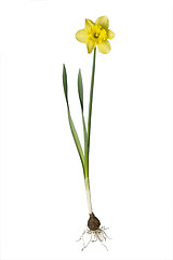 Image showing Daffodil