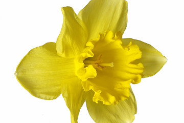 Image showing Daffodil