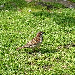 Image showing House Sparrow