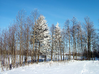 Image showing Trees line in winter