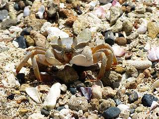 Image showing Crab on a beach