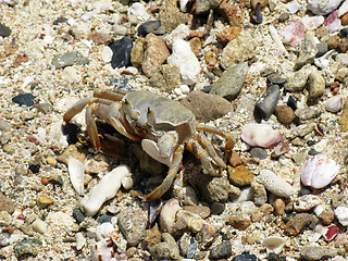 Image showing Crab, Abu Dabab