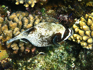Image showing Masked puffer and coral
