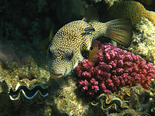Image showing White-spotted puffer