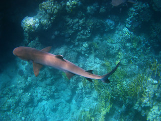 Image showing Whitetip reef shark in Red sea