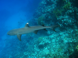 Image showing Whitetip reef shark, Marsa Alam