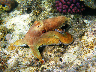 Image showing Corals and octopus