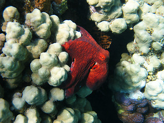 Image showing Octopus and coral reef