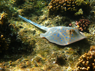 Image showing Blue-spotted stingray and reef