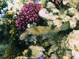 Image showing White-spotted puffer and coral