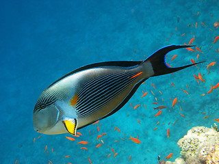 Image showing Sohal surgeonfish and coral reef