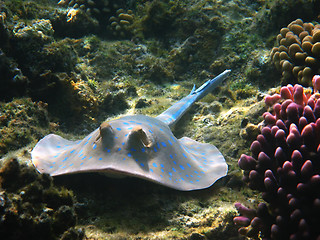 Image showing Blue-spotted stingray, Marsa Alam