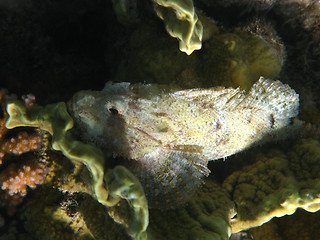 Image showing Tassled scorpionfish