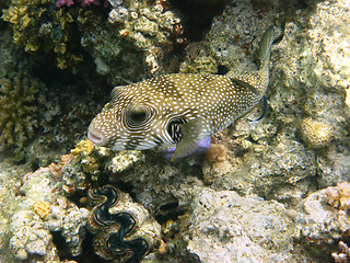 Image showing White-spotted puffer and coral reef