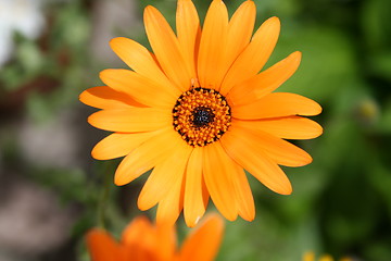 Image showing Golden flower