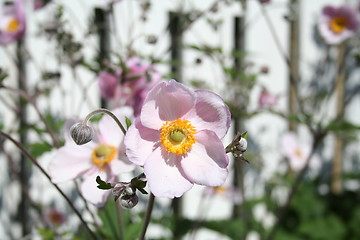 Image showing Anemones