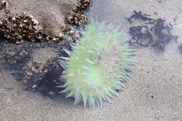 Image showing Sea Anemone