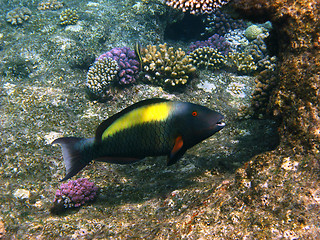 Image showing Parrot fish and reef