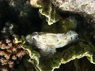 Image showing Tassled scorpionfish and coral