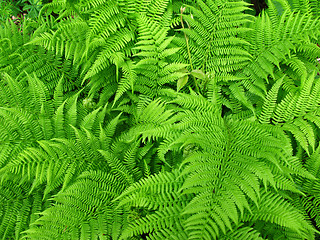 Image showing Fern background