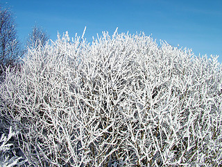 Image showing Shrub whit hoarfrost 1