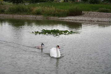 Image showing Swan and nestling in pond