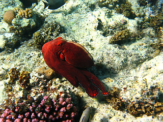 Image showing Coral reef and octopus in Red sea