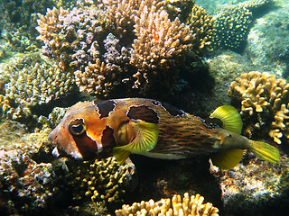 Image showing Black-blotched porcupinefish and reef