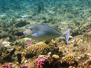 Image showing Bluespine unicornfish