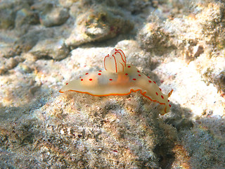 Image showing Ceylon gymnodorid