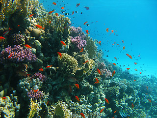 Image showing Coral reef and tropical fishes