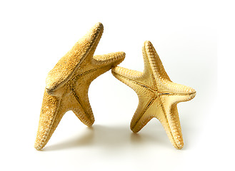 Image showing Starfish