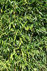 Image showing Bamboo pattern