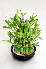 Image showing Bamboo plant